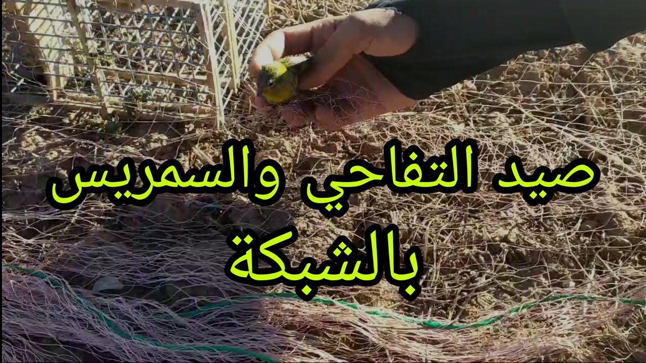 طريقة صيد طائر السمريس و النينو التفاحي بالشبكة