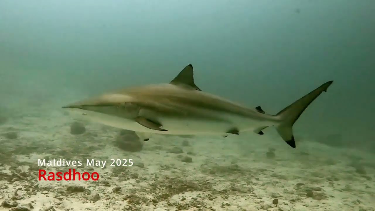Rasdhoo Mayo 2025