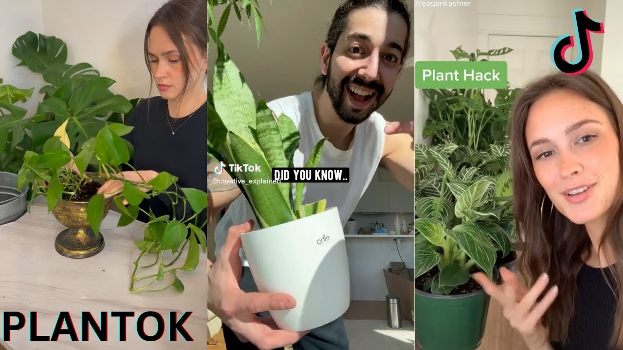 Plants on Tikok | gardening/planttok compilation