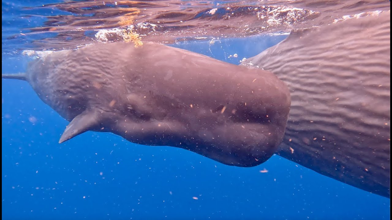 Cachalot: Baby Sperm Whale hello with Mama