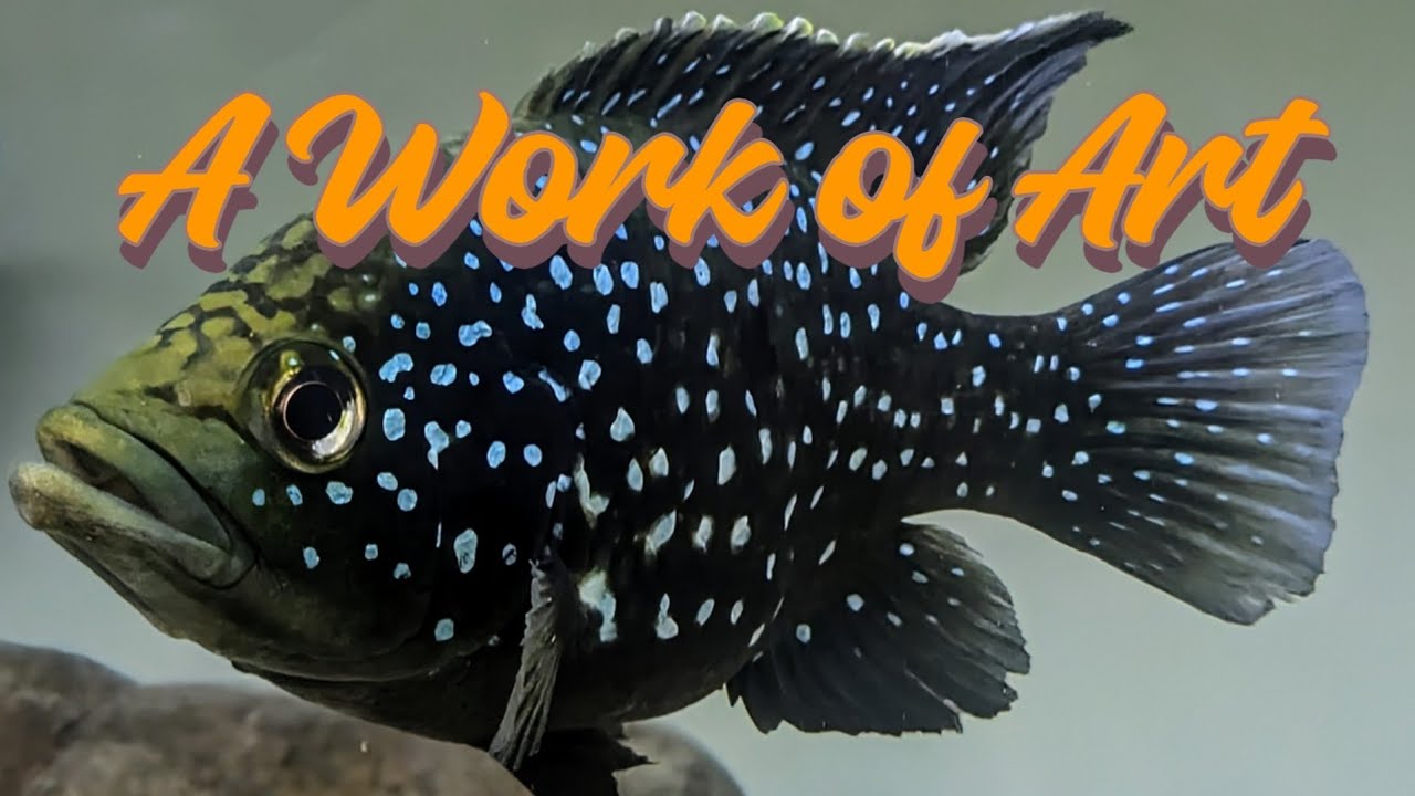Starry Night Cichlid Care Guide - My Wet Pet
