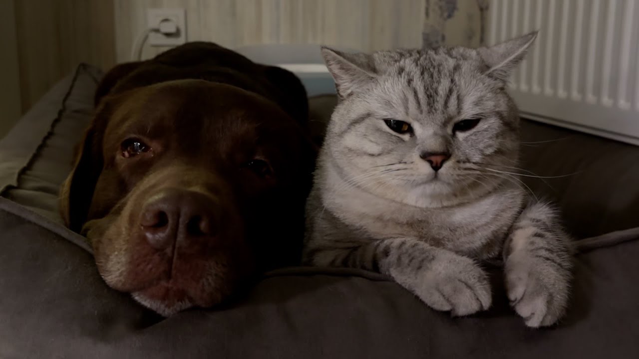 Don't Spend on Therapy! Watch These Two Adorable Furry Friends for Free and Everything Is Great!!