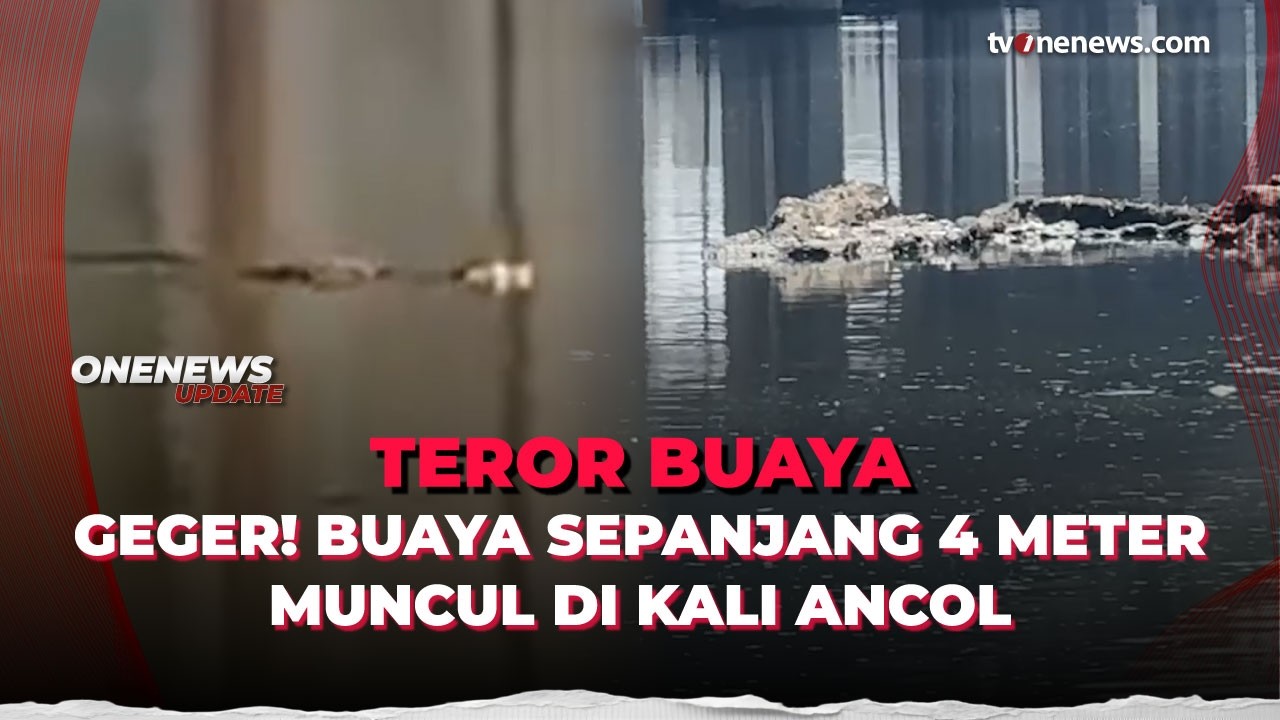 Penampakan Buaya 4 Meter di Kali Ancol Bikin Warga Panik | OneNews Update