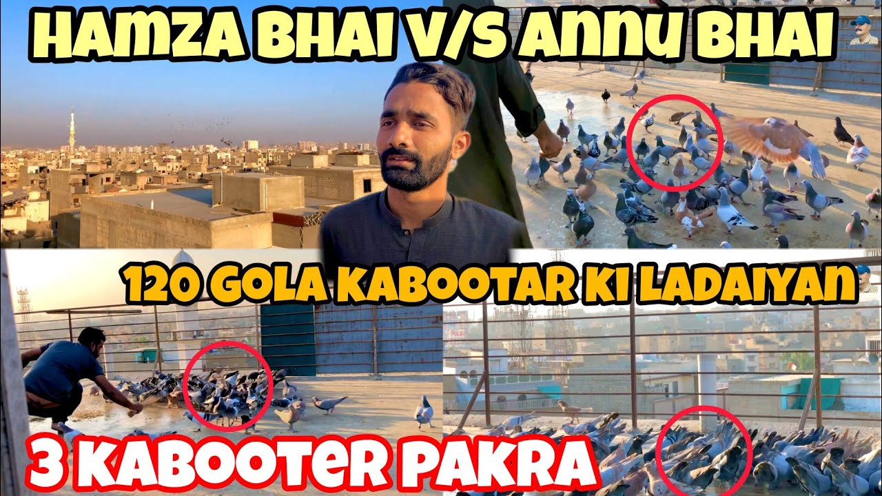 3 kabooter pakra | Hamza Bhai v/s Annu bhai | 120 Gola kabootar ki ladaiyan | Desi Gola kabotar