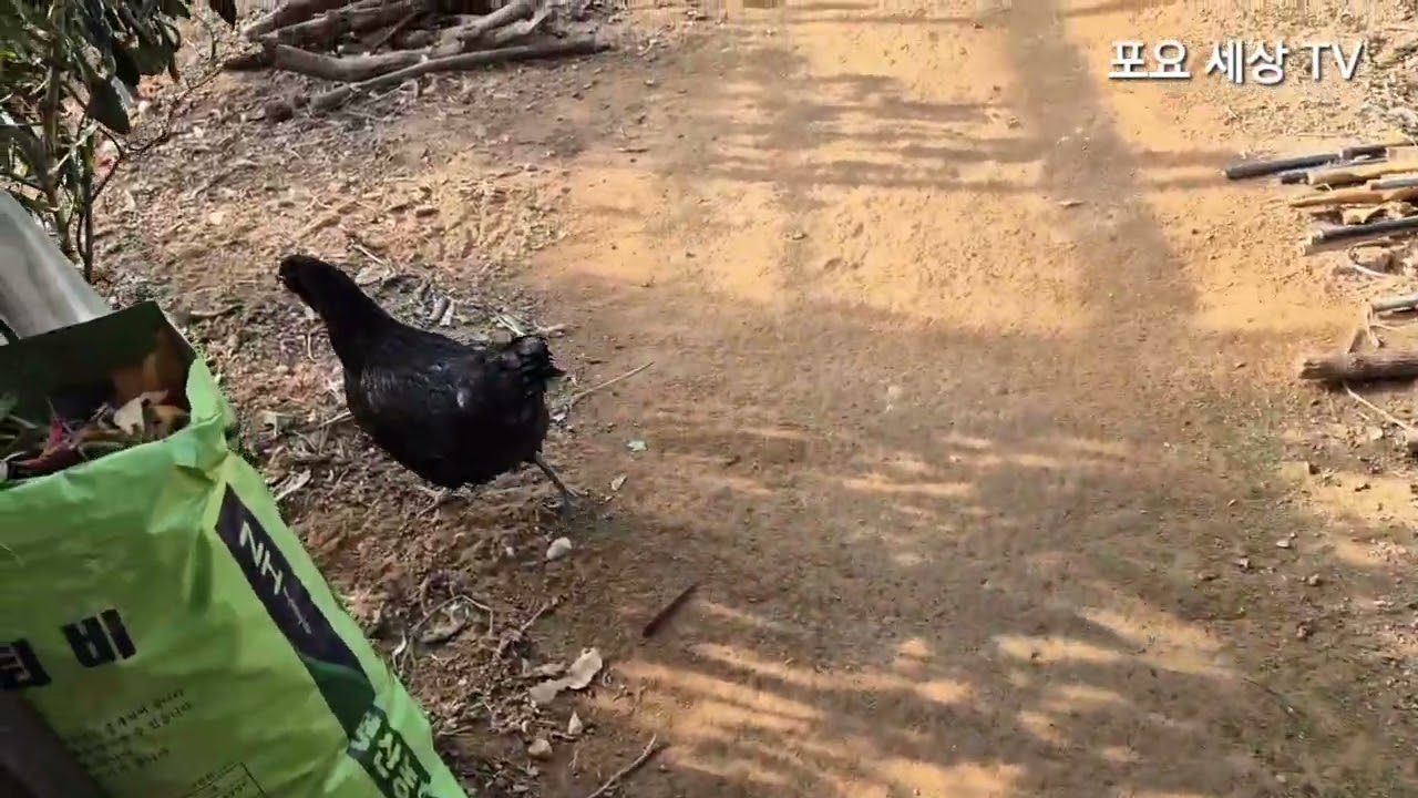왕관을 쓴 계족들! 누가 바람을 피웠을까? [조선계족! 백봉계족! 혼혈계족]🐥🐥 🐓🐓😝