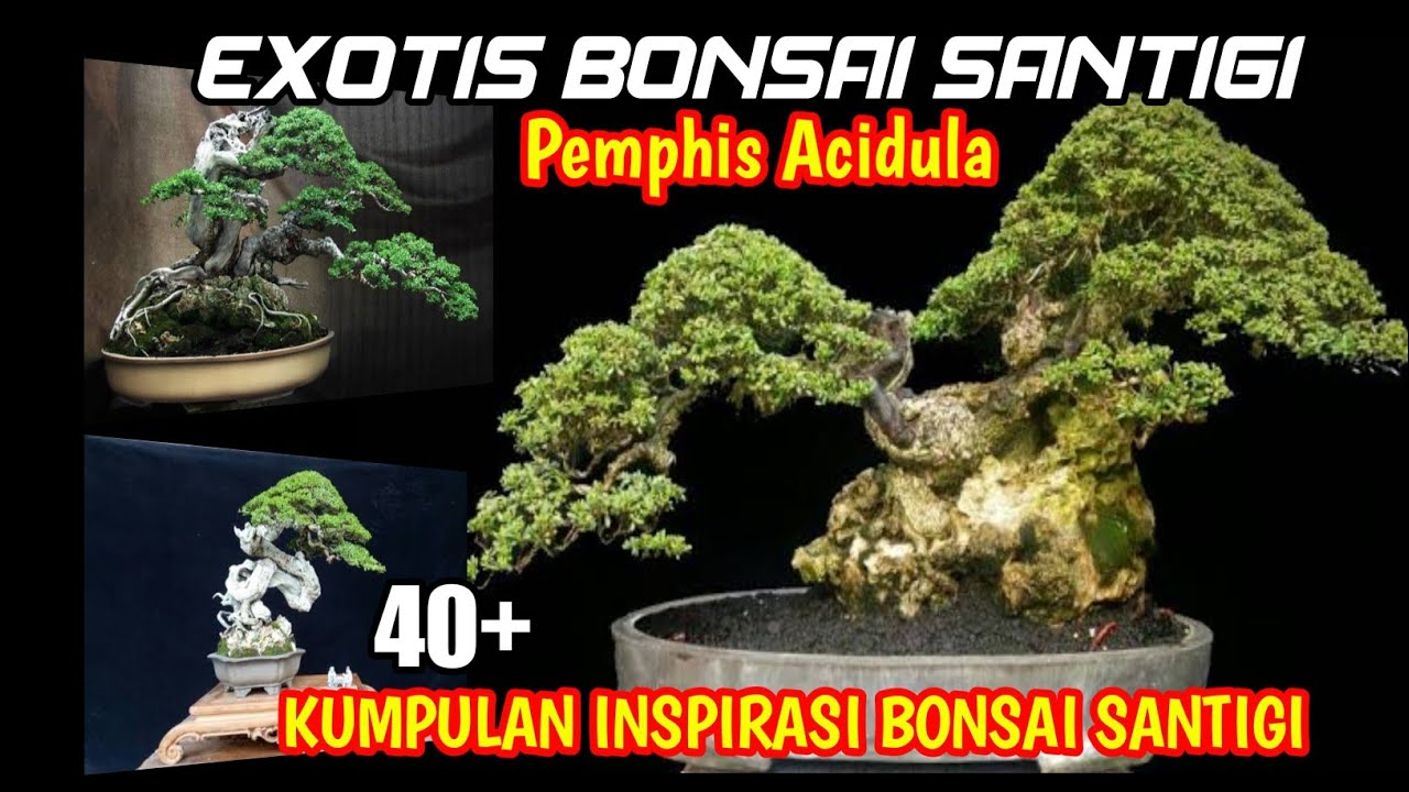 Kumpulan Bonsai Santigi - Exsotik Bonsai Inspiration