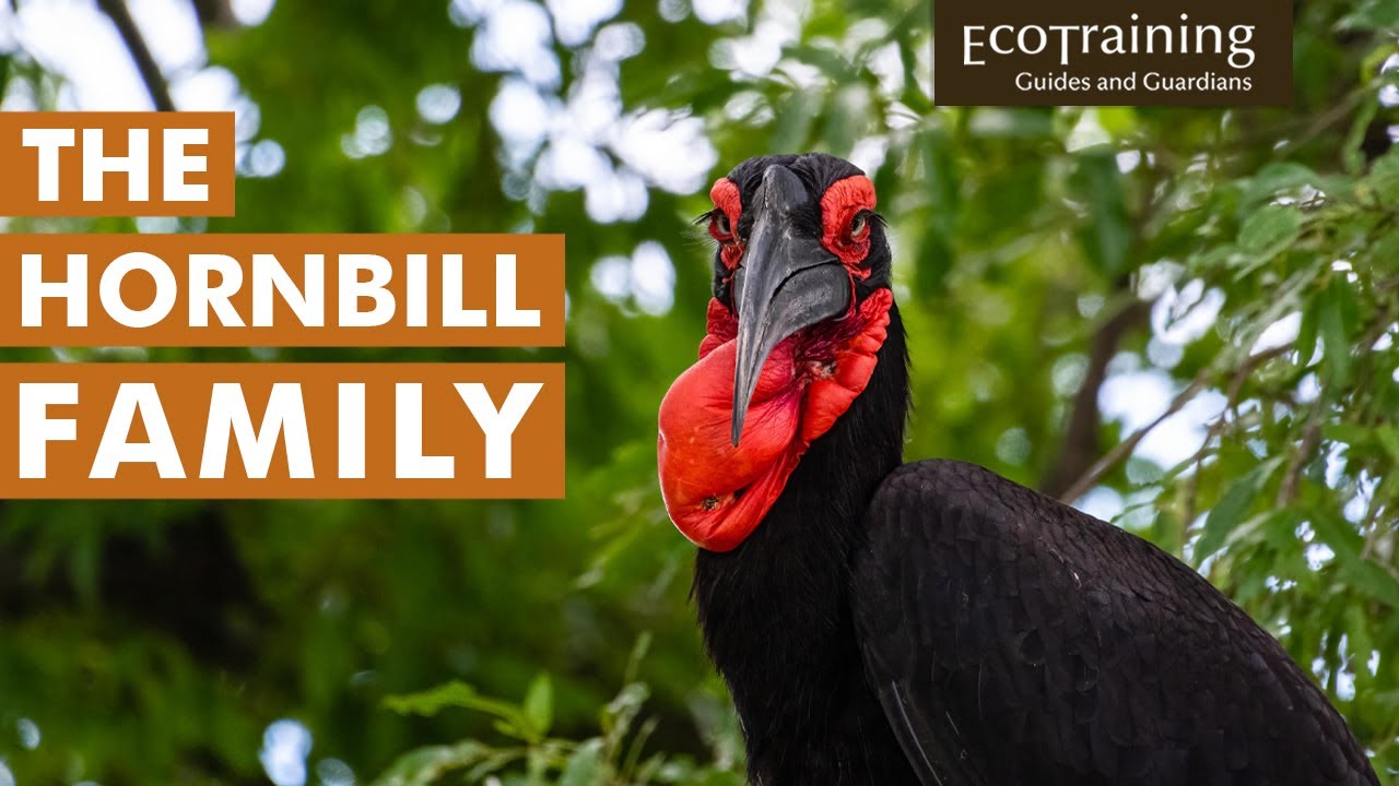 A Favourite South African Bird | Birds of the Bush
