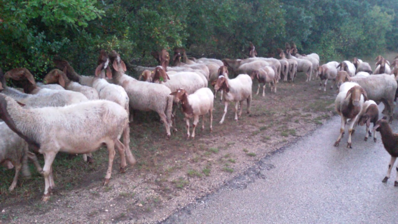 Pecore siciliane di Antonello demarinis