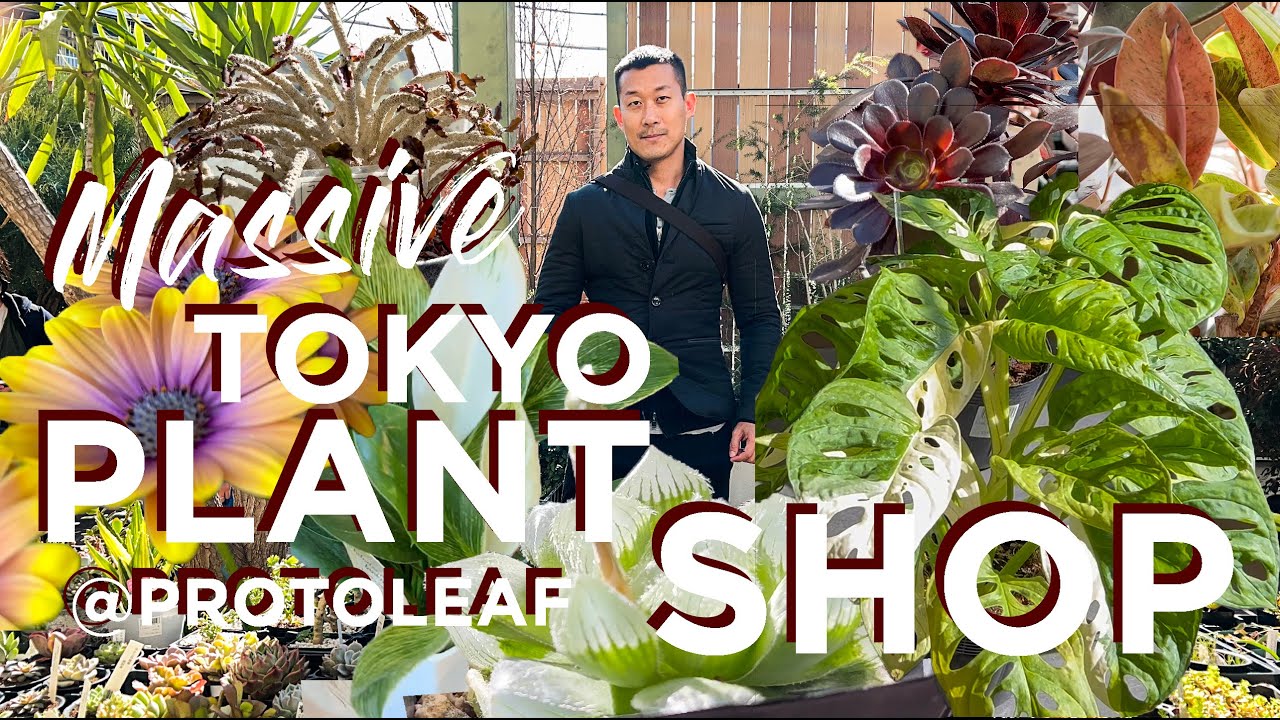 Plant🪴 Shop Walkthrough in Japan 🇯🇵  With Knowledgable Guide | Plant PRICES Unveiled!