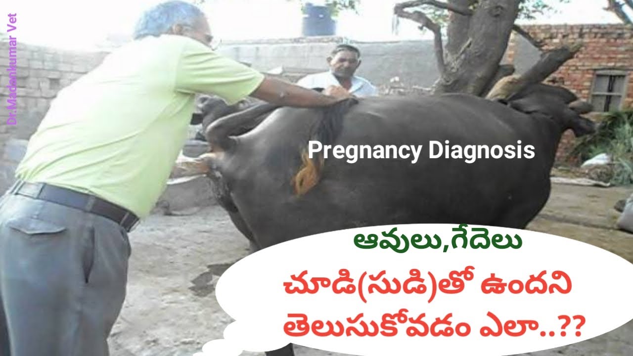 How to Detect Pregnancy in Buffaloes and Cows Telugu | Dr. Madankumar Vet