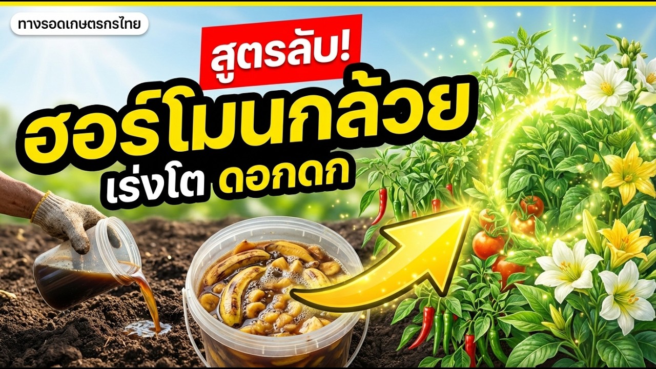 สูตรฮอร์โมนกล้วย เร่งโต เร่งดอก พืชงามทั้งสวน ทำง่ายได้ผลจริง