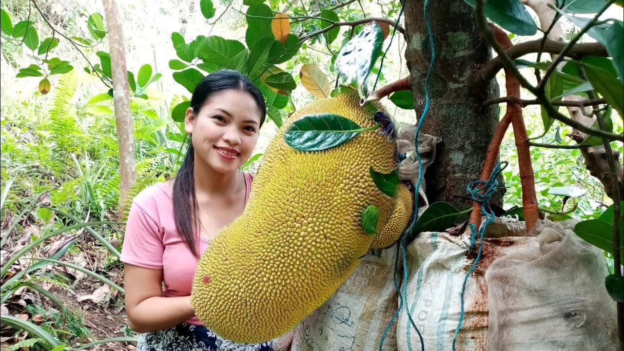 Langka / Jackfruit the best way to cook in Philippines province - Simple Life TV Ph