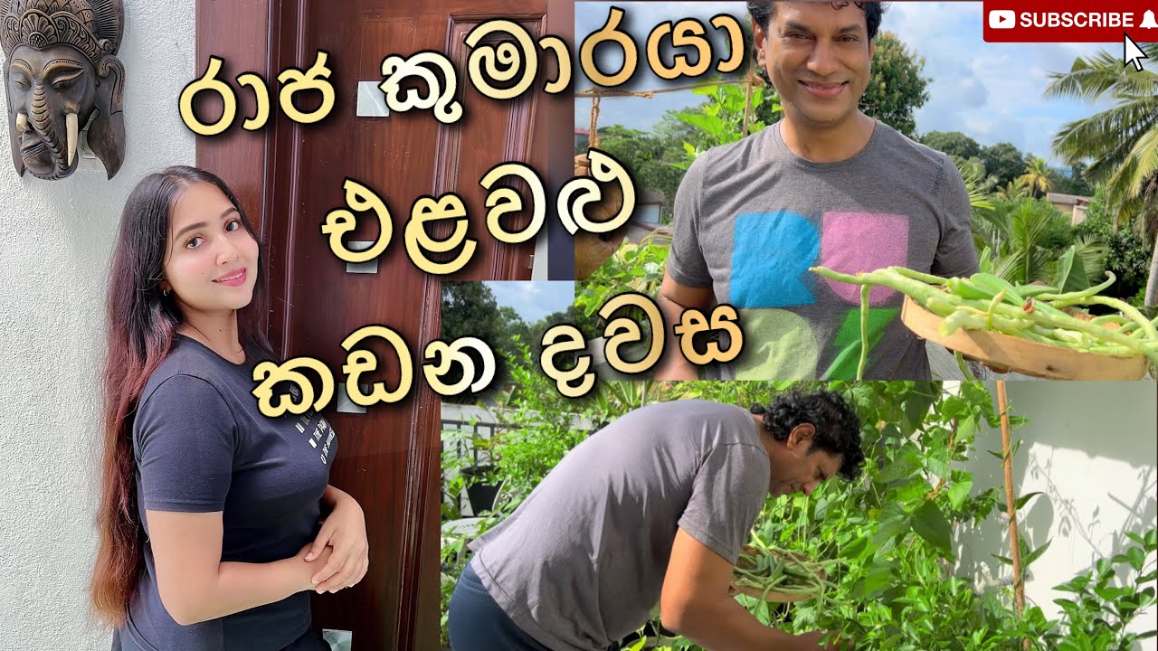 රාජ කුමාරයා එළවලු කඩපු හැටි😍|organic vegetables 🥕 #tearice #ridmapilapitiya