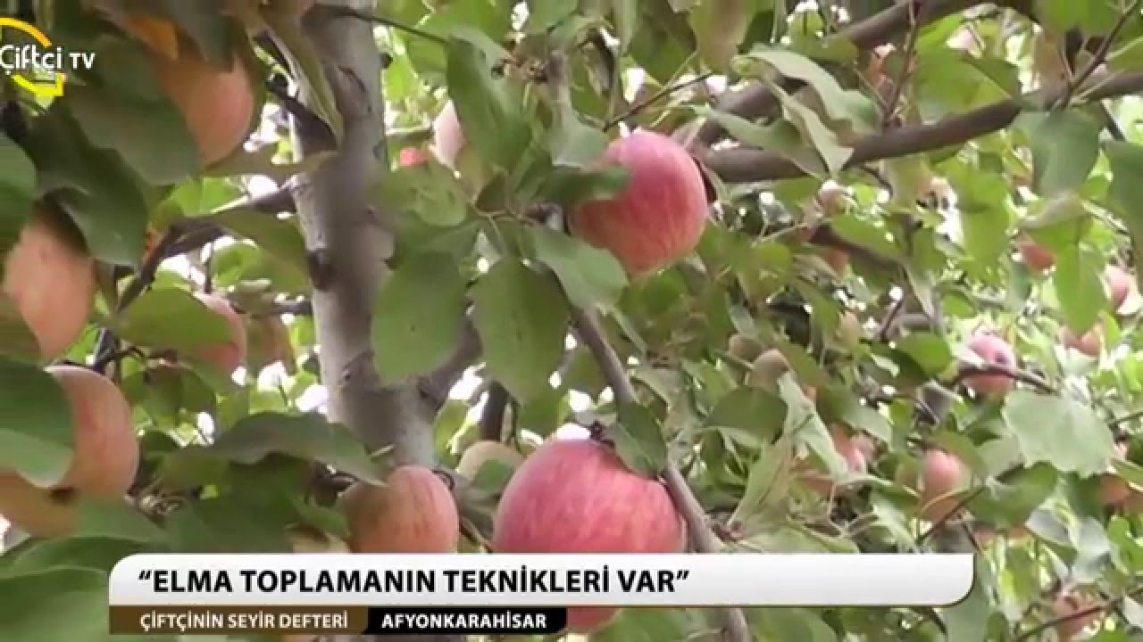 ÇİFTÇİNİN SEYİR DEFTERİ/AFYONKARAHİSAR-ELMA HASADI