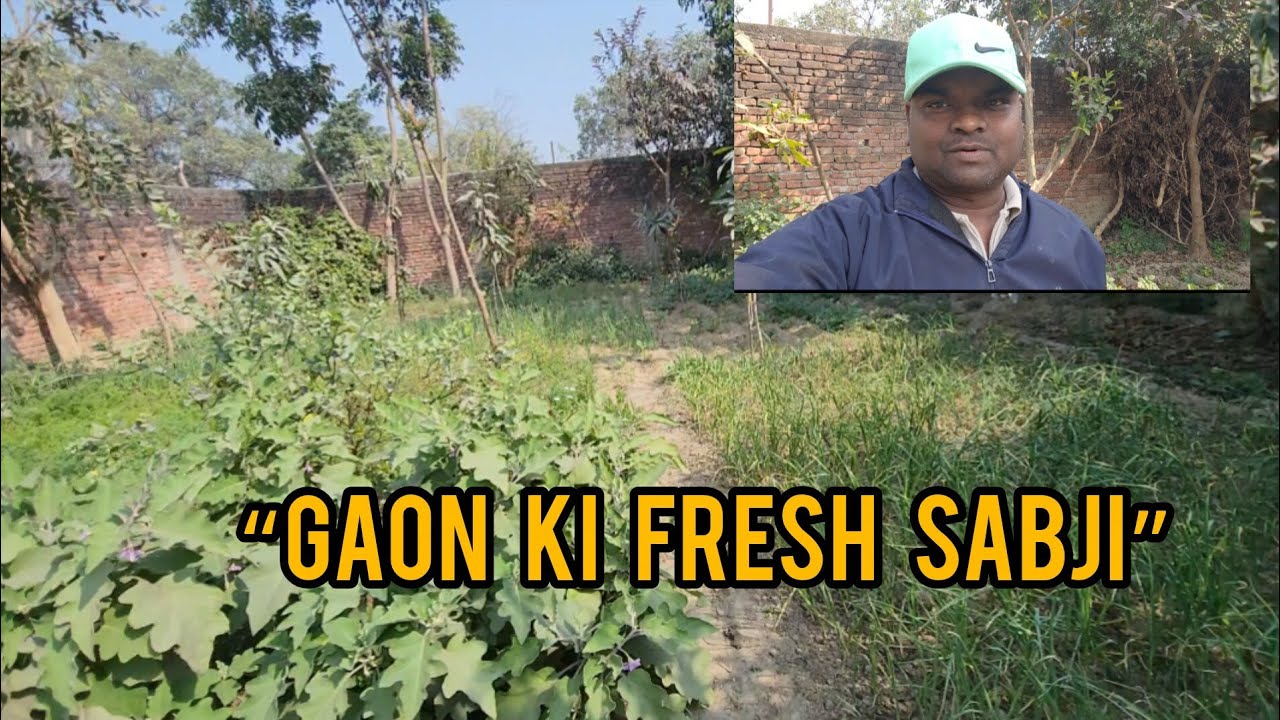 Khet me Ugti Taji Sabji 🥬 #newvlog #sabji #agriculture #farming #villagelife #gaon #viralvideo 