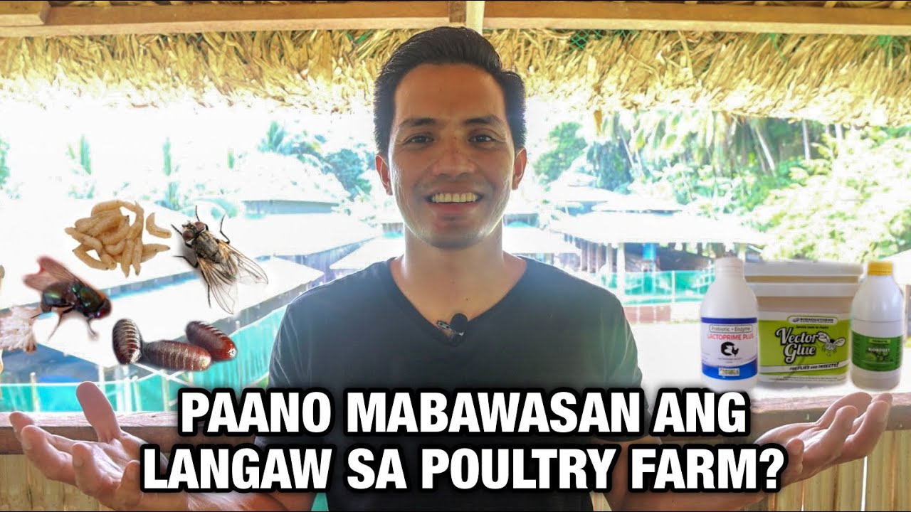 PAANO MABAWASAN ANG LANGAW SA POULTRY FARM? (Philippines) | Dwight Tamayo