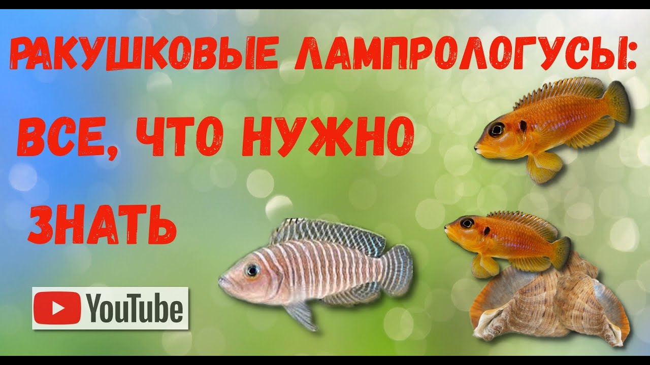Раковинні лампрологуси: повний гід для початківців | Shell Dwellers: Complete Care Guide