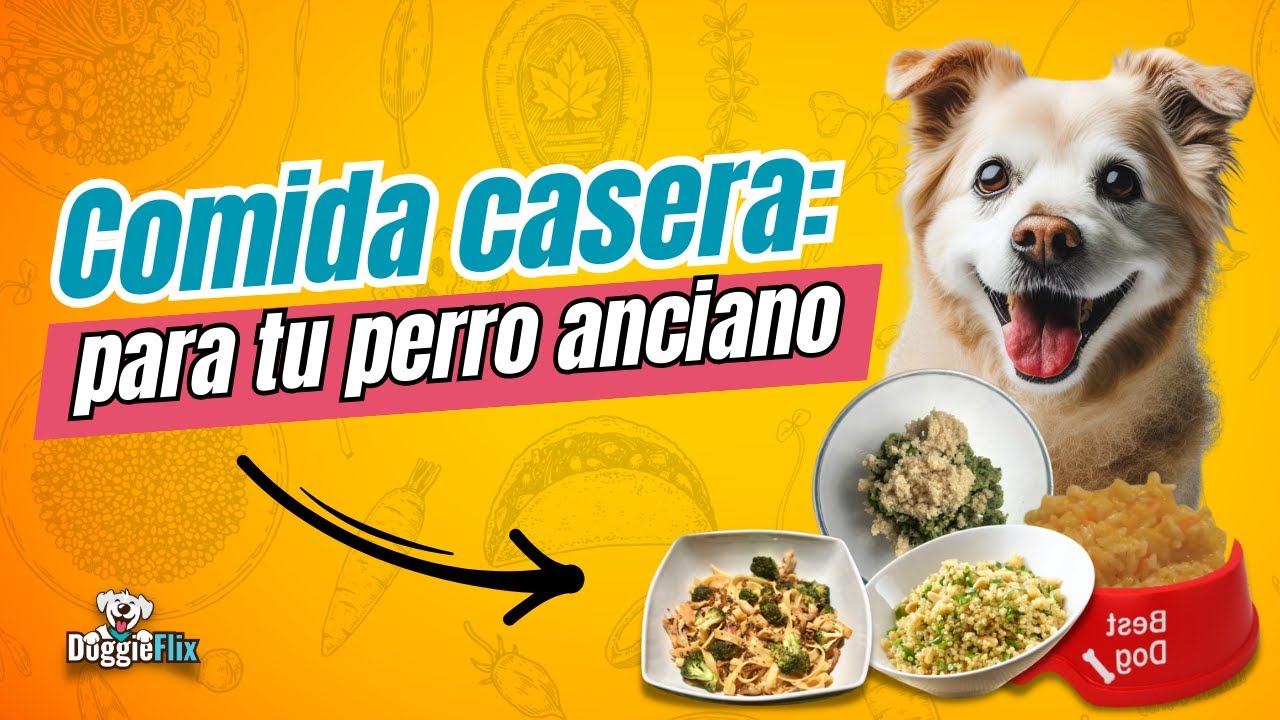 Alimenta a tu Perro Anciano con Estas 4 Recetas Saludables