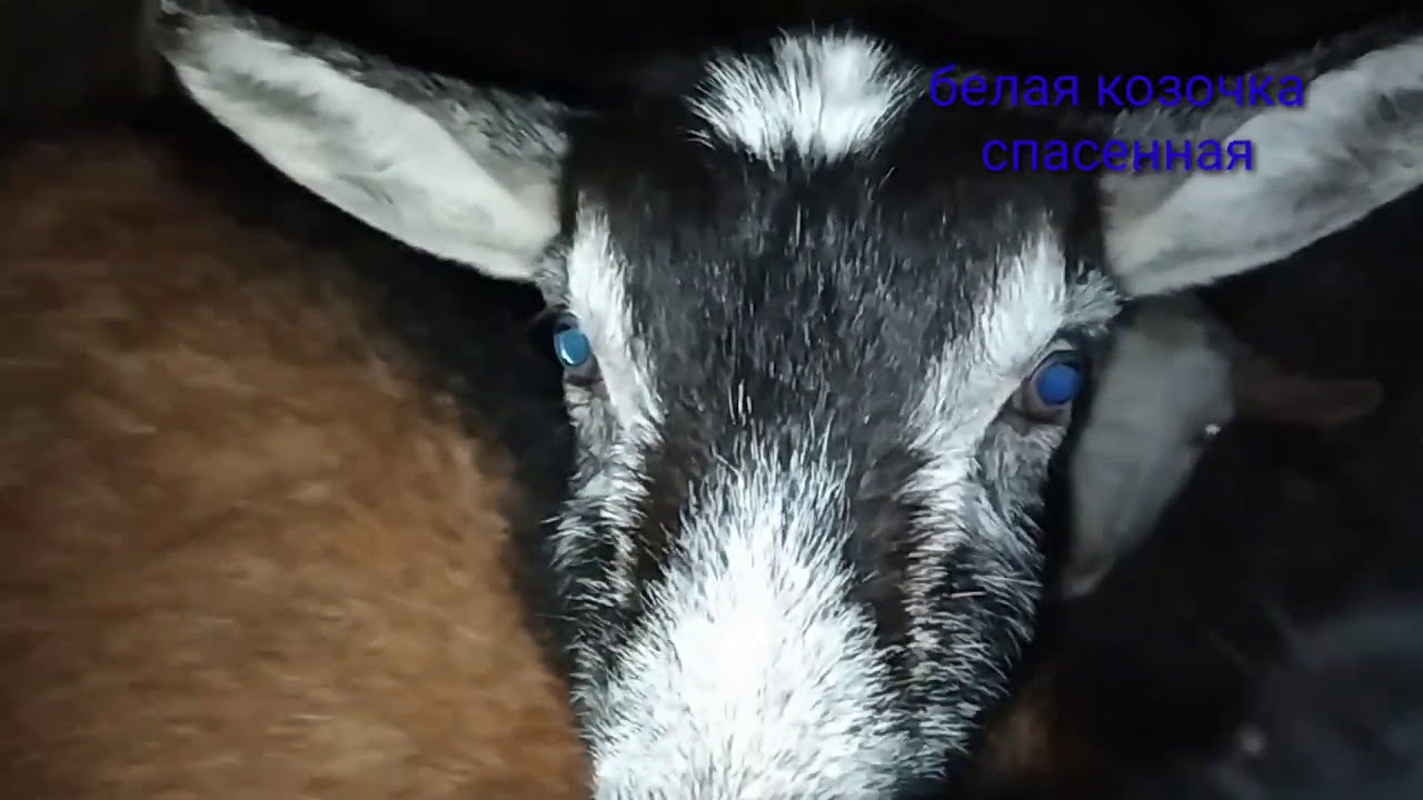 Сварыш у козленка/Алтай в Алтай