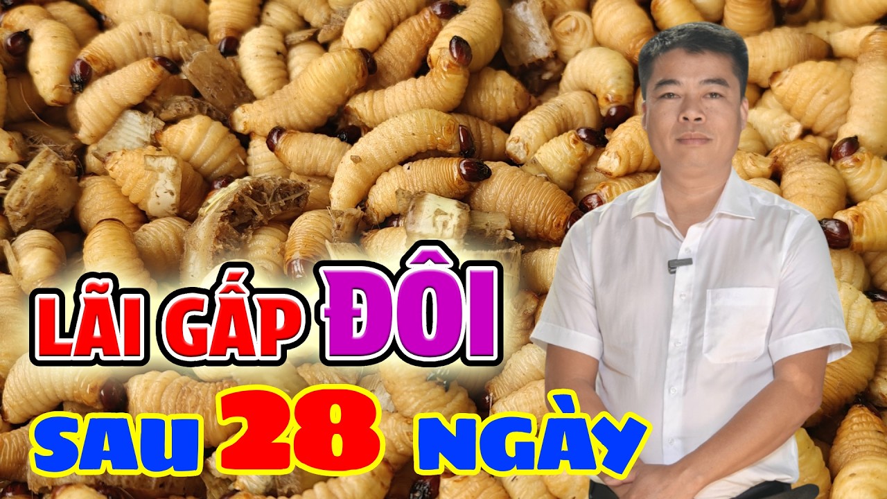 Nuôi Đuông Dừa Thái Có Khó Không? Xem Quy Trình Thực Tế Tại Trại Đuông Dừa Đồng Nai