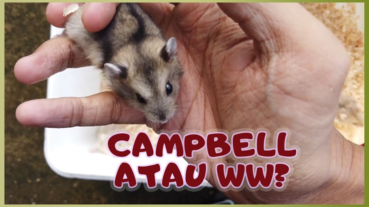Cara Membedakan Hamster Campbell dan Winter White