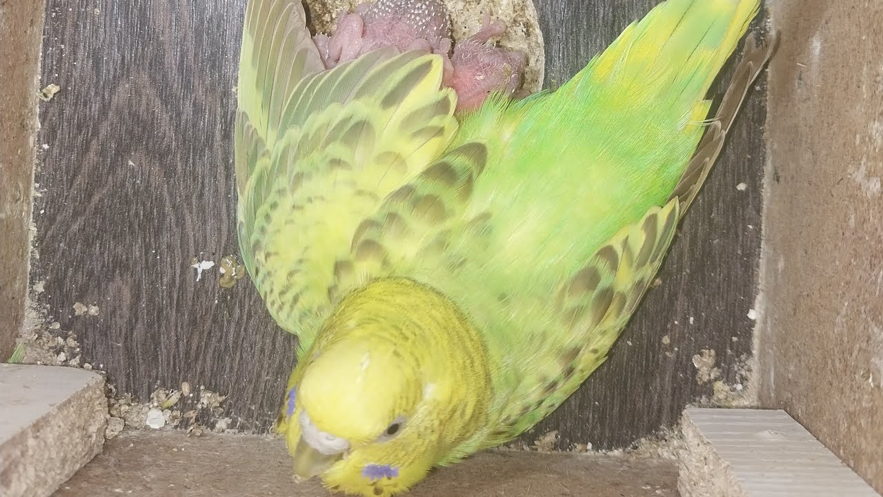 World of Budgie Son  Baby 👶 💙 ❤️