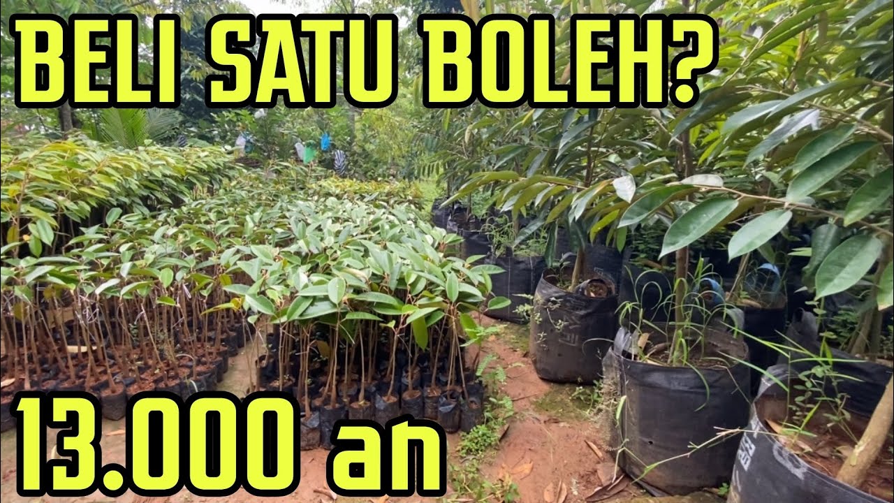 ECERAN 13.000 an‼️ SIMAK VIDEONYA. BIBIT DURIAN VARIETAS ASLI 100%