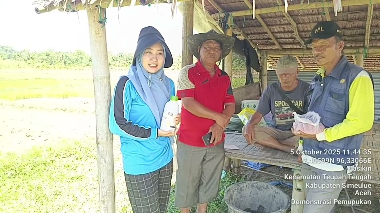 Pemupukan padi di Desa Lasikin