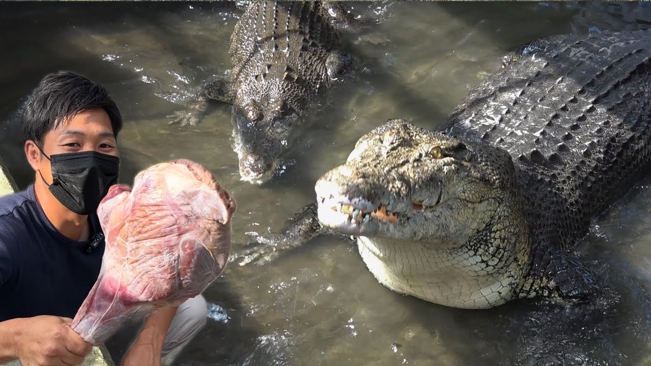 ５ｍの巨大ワニに鹿の肉塊を投げ入れる