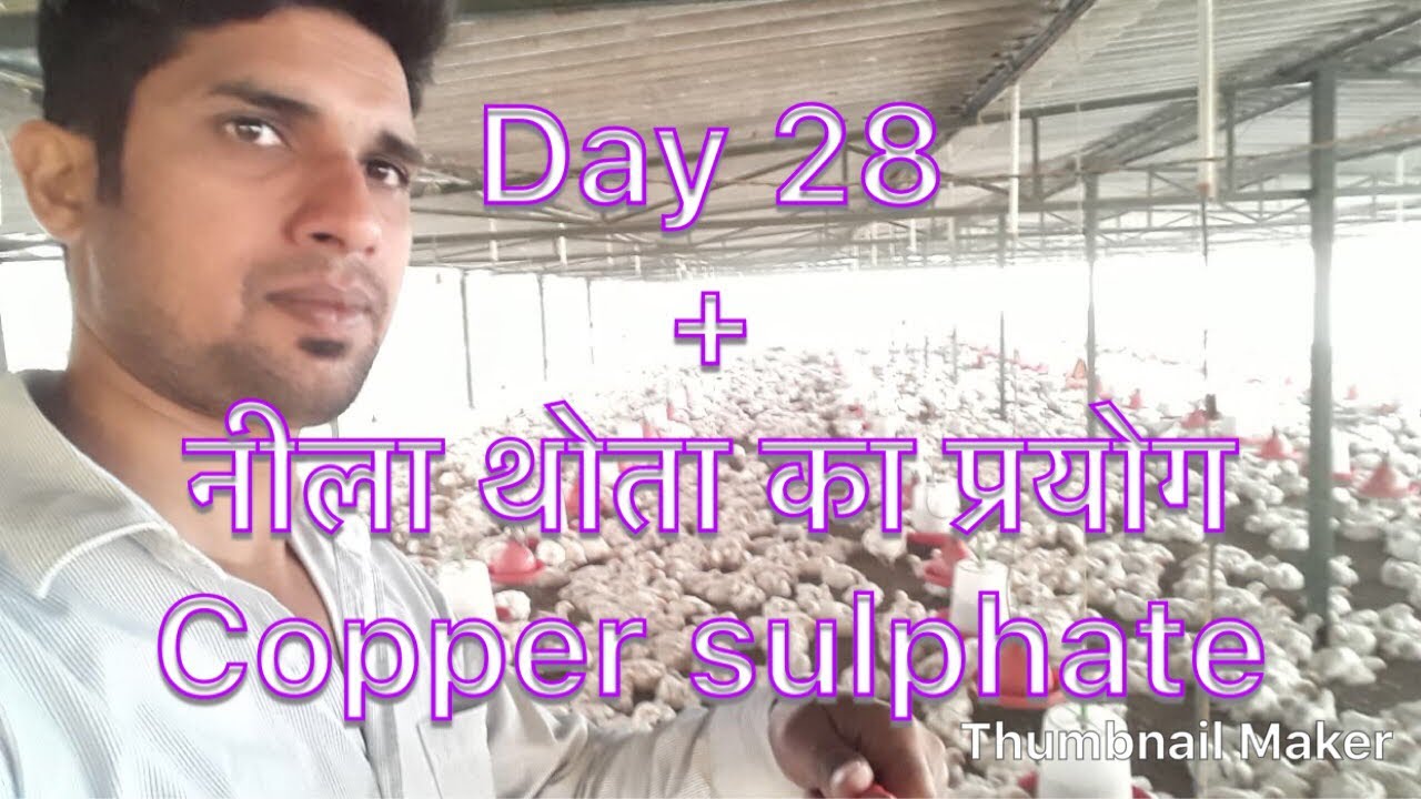 Poultry farming हिन्दी में Day 28
