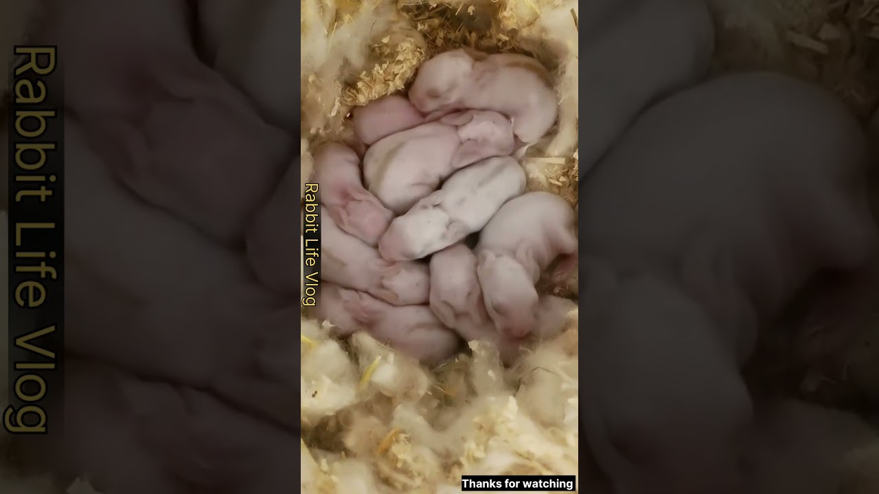 how many cute New born baby 😍 