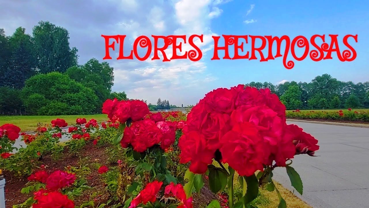 Flores hermosas, belleza de los parques en San Petersburgo