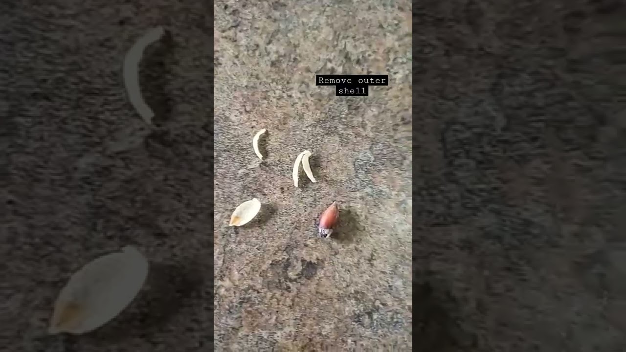 how to grow a lemon tree from seed🍋