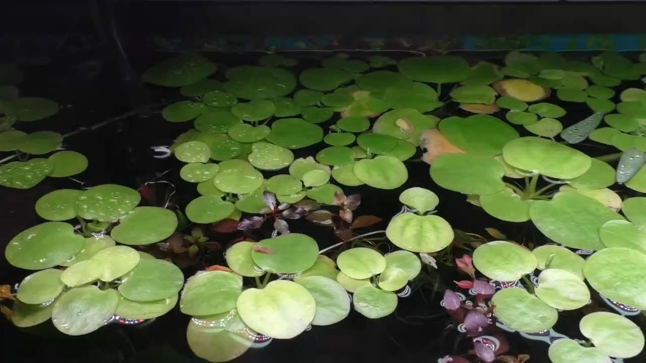 Pearl Gouramis Suction Feeding