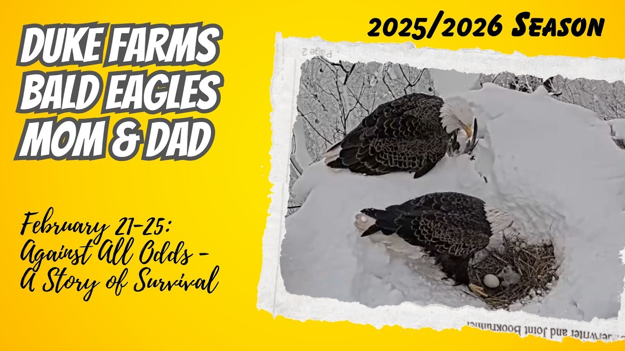 Against All Odds: A Story of Survival – Duke Farms Nest (2/21-2/25)