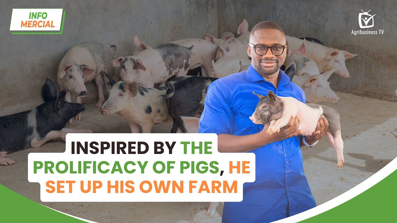 Infomercial: Inspired by the prolificacy of pigs, he set up his own farm