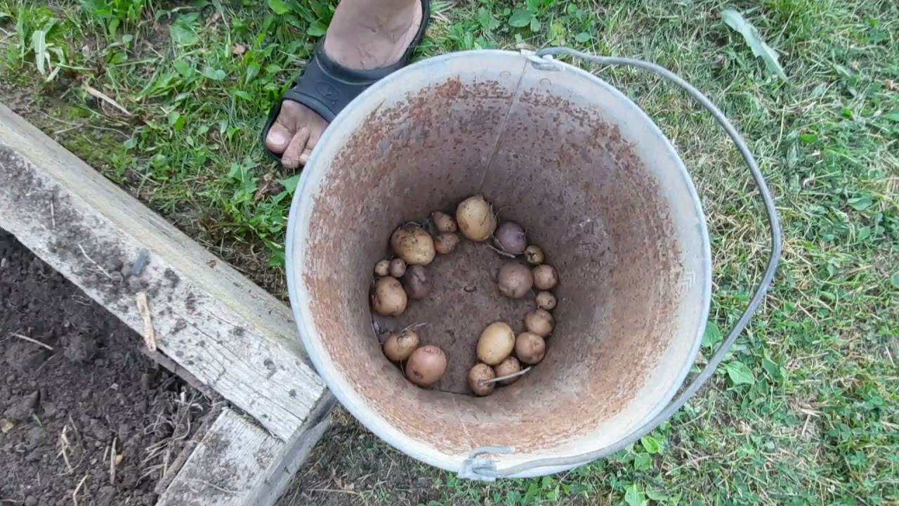 Картофель, слов нет!!!