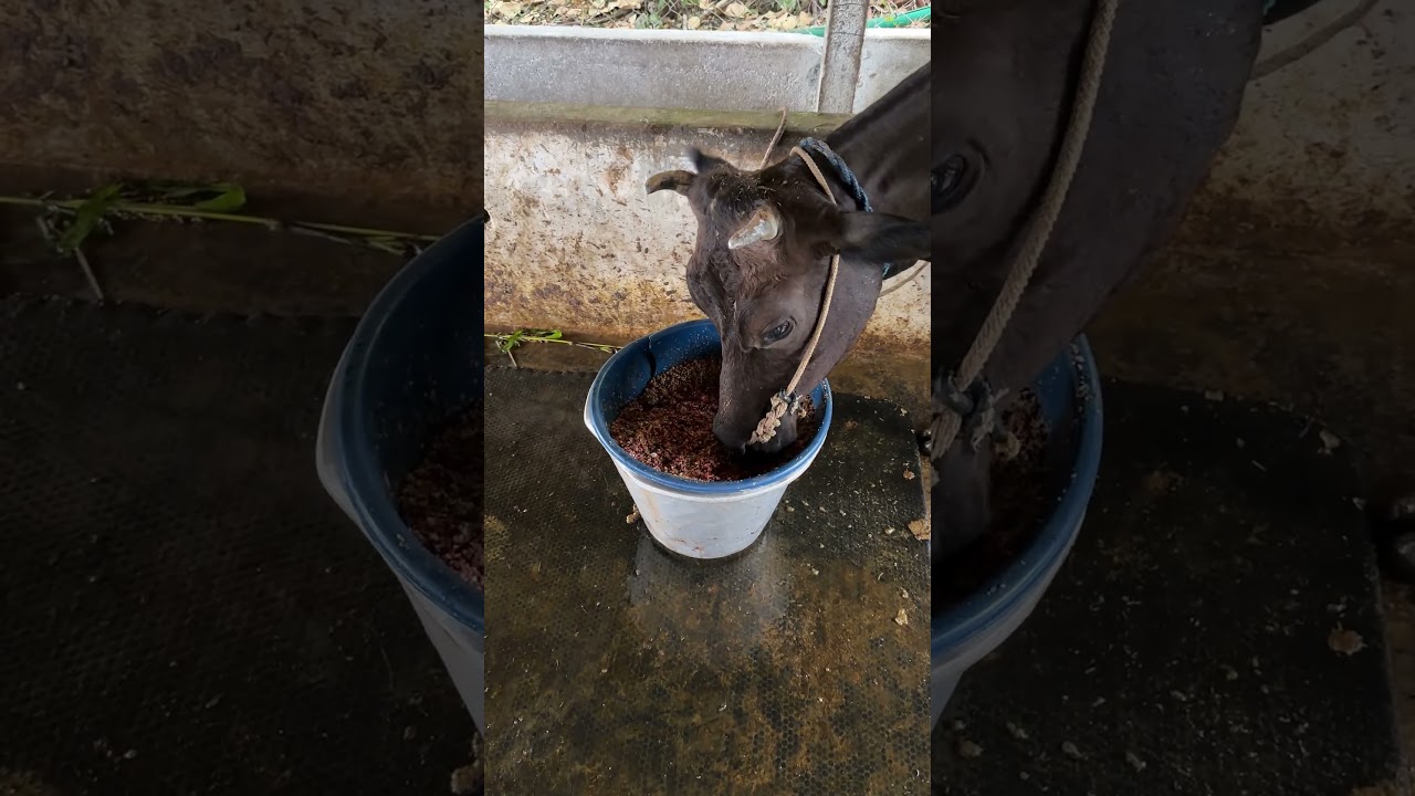 Cow Shed Upgrade செய்யணுமா❓ இதை பாருங்க 🐄 Dairy Farm Secret🥳 Cow Mat for Healthy & Comfortable Cows🔥
