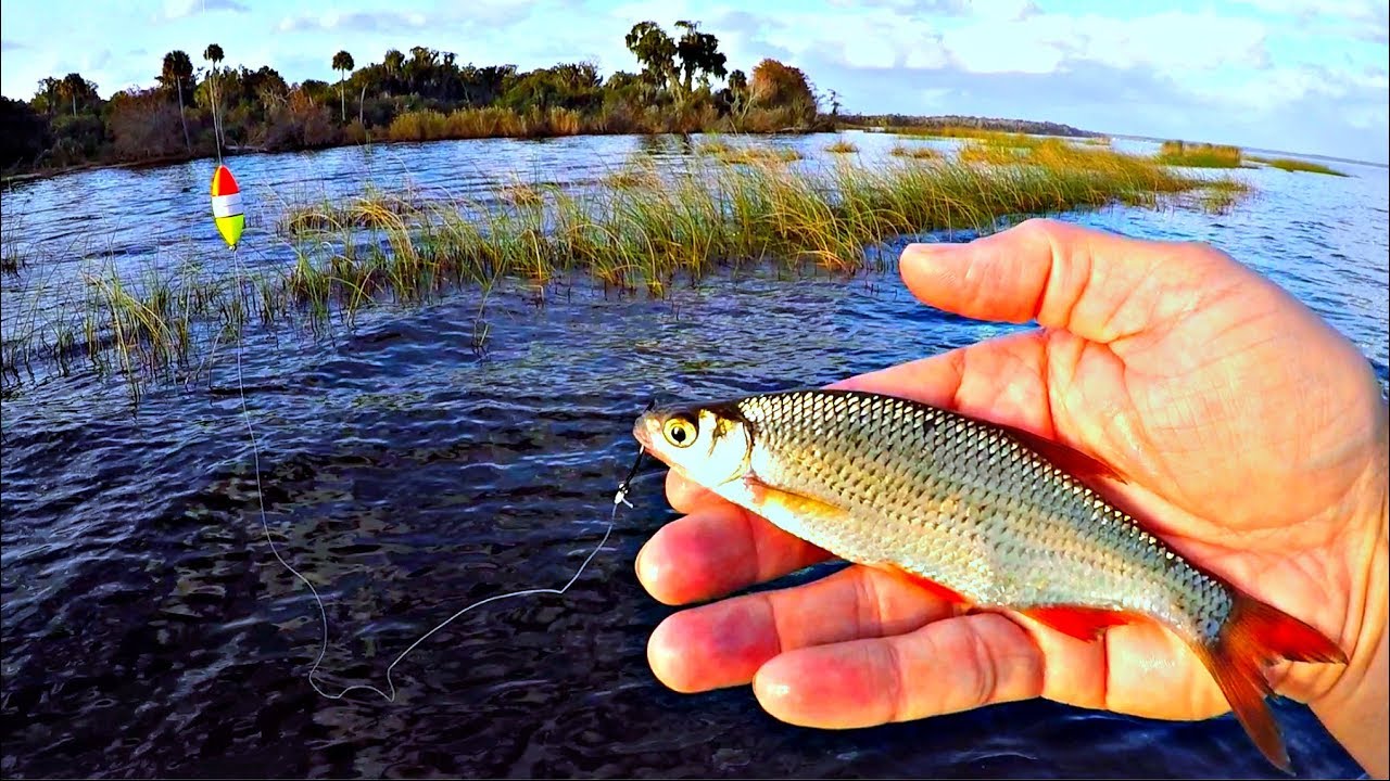 GIANT Florida Bass on Golden Shiners (St Johns River)