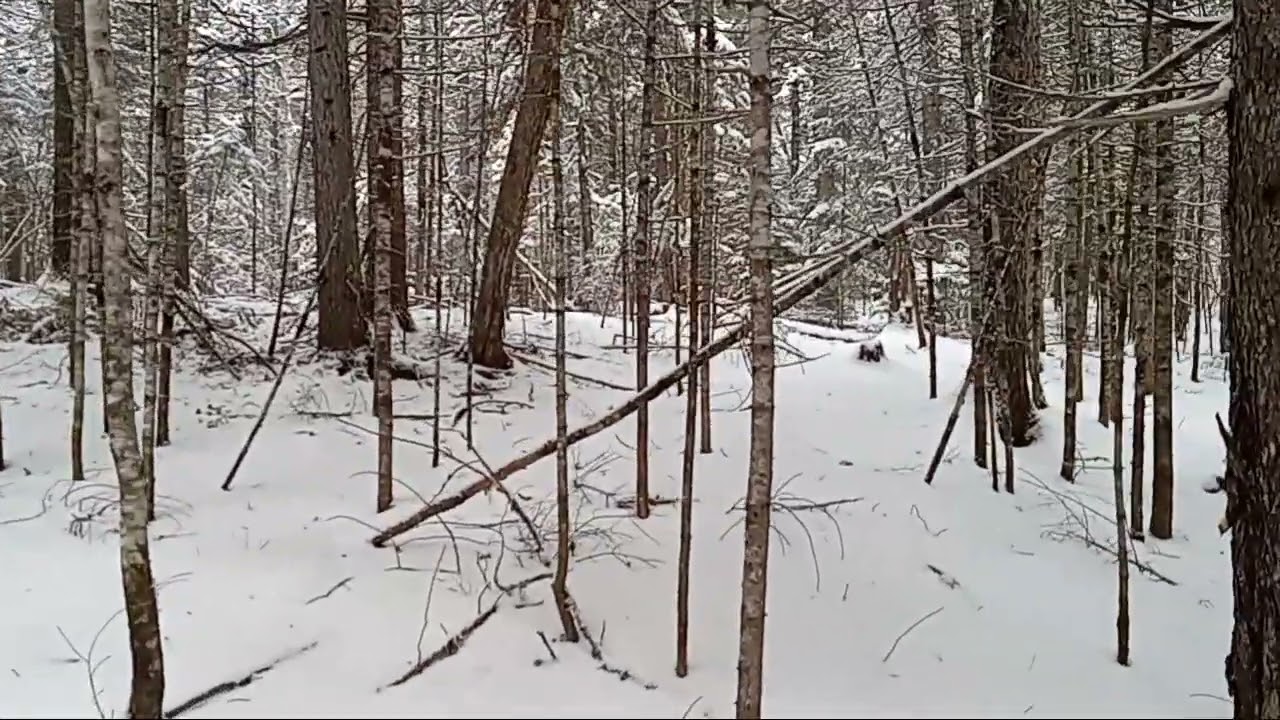 A Winters Walk/ Tree Species