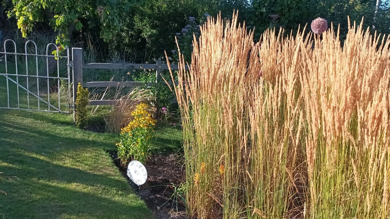 My go to ornamental grass