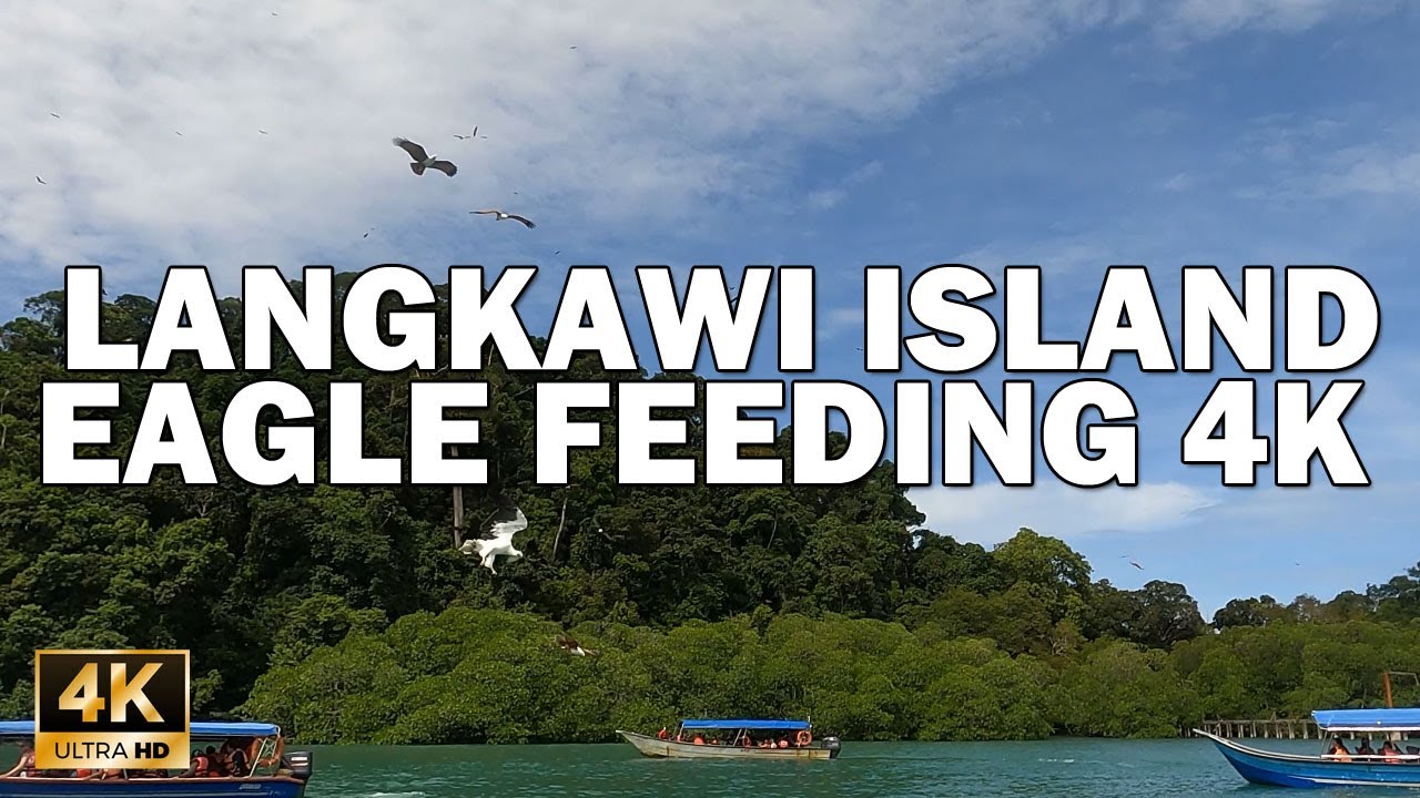 LANGKAWI MALAYSIA EAGLE FEEDING 4K 60FPS - LIVE FEEDING SCENES