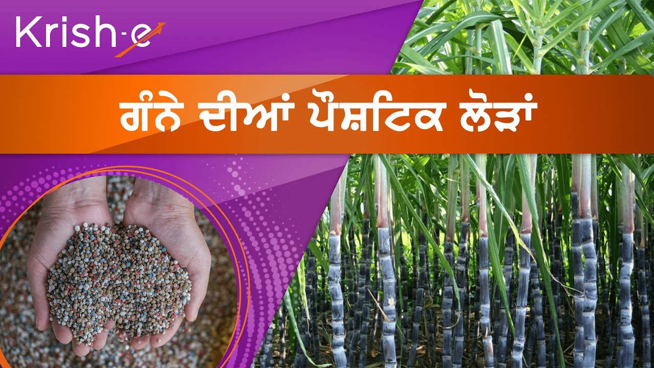 ਗੰਨੇ ਦੀਆਂ ਪੌਸ਼ਟਿਕ ਲੋੜਾਂ | Nutritional requirements of sugarcane