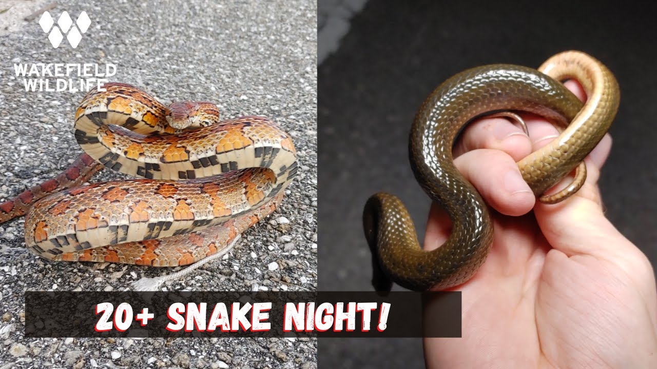 25 Snake Night! Herping Florida
