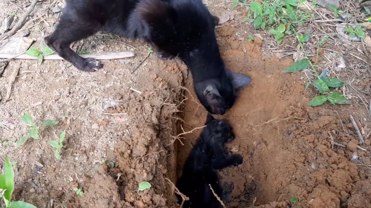 Baru tau ternyata kucing ada prasaan