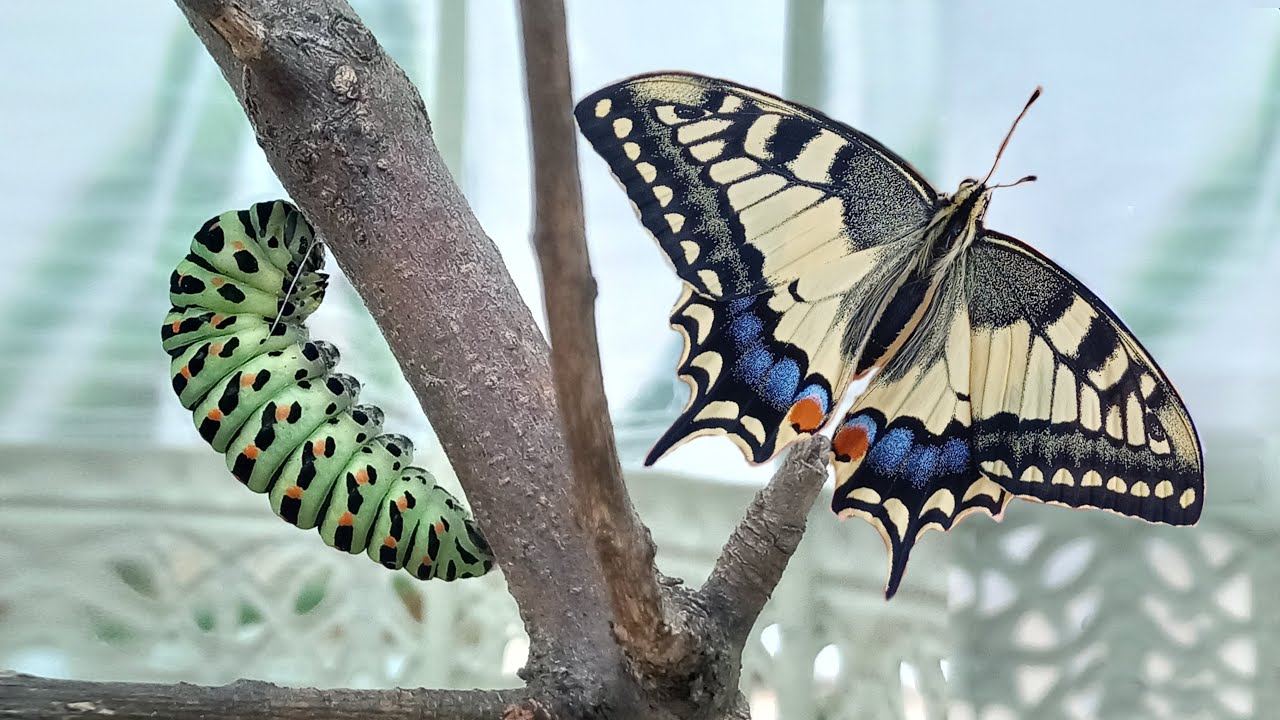 Dal bruco alla farfalla: metamorfosi del macaone | Documentario adatto ai bambini