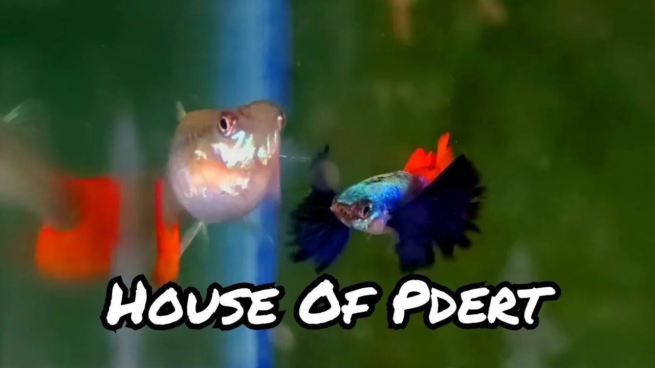 House Of Pdert by Roy Alican | Part 1