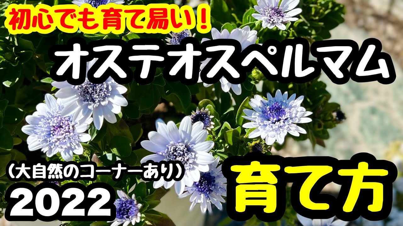 ◆初心者向け❗️『オステオスペルマム』簡単・きれい・育て易い🌱