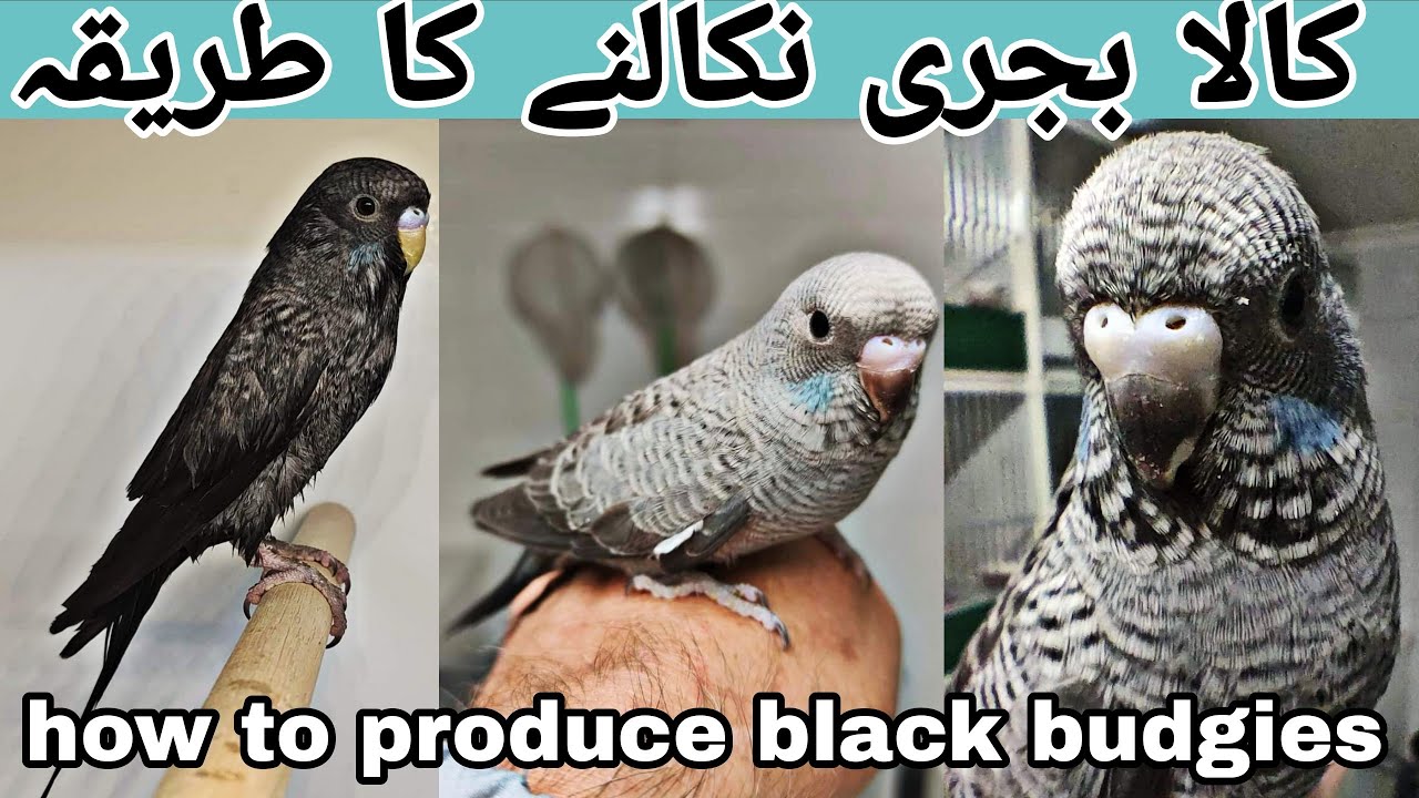 How to produce black budgies | kaalay budgies kese banaen | Part 761