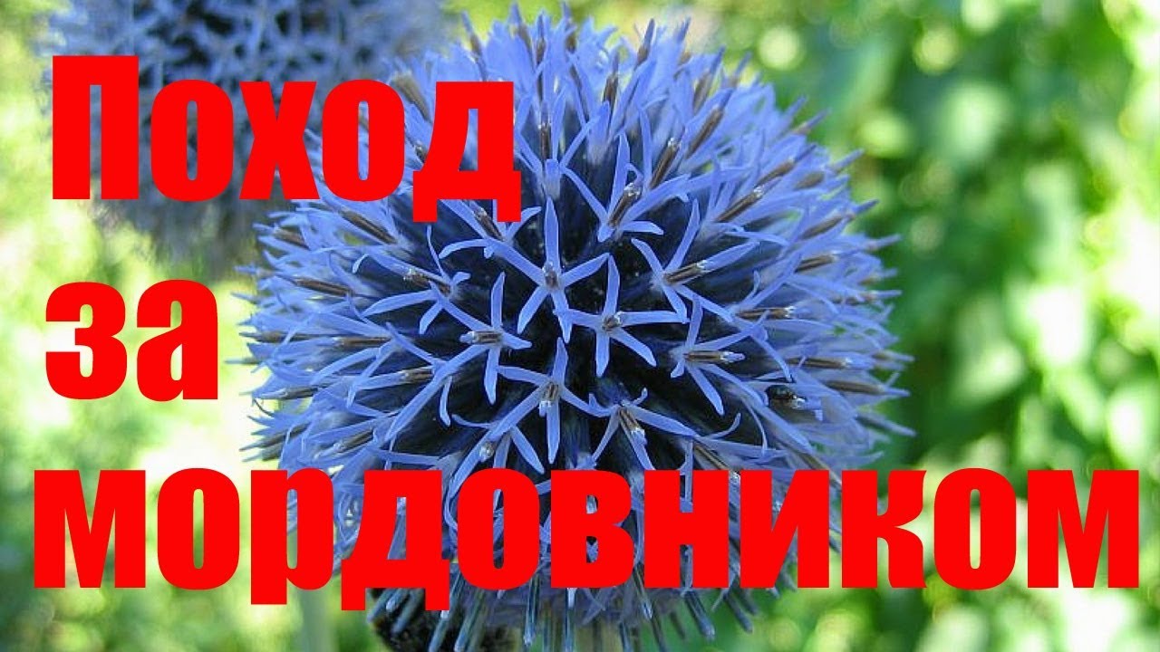 Поход за мордовником \\ В деревню!